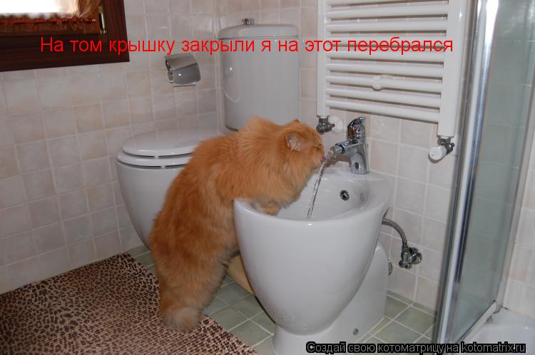 Котоматрица: На том крышку закрыли я на этот перебрался