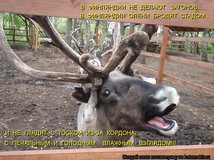 В ФИНЛЯНДИИ НЕ ДЕЛАЮТ ЗАГОНОВ.... В ФИНЛЯНДИИ ОЛЕНИ БРОДЯТ СТАДОМ... И НЕ ГЛЯДЯТ С ТОСКО... Котоматрица: В ФИНЛЯНДИИ НЕ ДЕЛАЮТ ЗАГОНОВ.... В ФИНЛЯНДИИ ОЛЕНИ БРОДЯТ СТАДОМ... И НЕ ГЛЯДЯТ С ТОСКОЙ ИЗ-ЗА КОРДОНА,.. С ПЕЧАЛЬНЫМ И ГОЛОДНЫМ