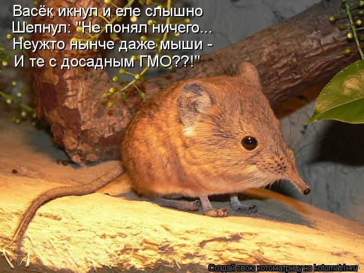 Котоматрица: Васёк икнул и еле слышно Шепнул: "Не понял ничего... Неужто нынче даже мыши - И те с досадным ГМО??!"