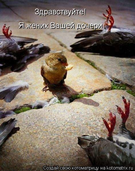 Здравствуйте! Я жених Вашей дочери... Котоматрица: Здравствуйте! Я жених Вашей дочери