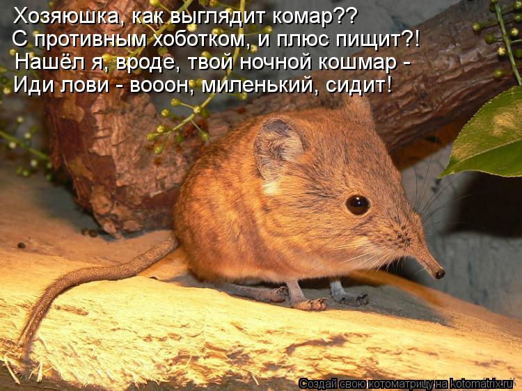 Хозяюшка, как выглядит комар?? С противным хоботком, и плюс пищит?! Нашёл я, вроде, твой ночной кошма... Котоматрица: Хозяюшка, как выглядит комар?? С противным хоботком, и плюс пищит?! Нашёл я, вроде, твой ночной кошмар - Иди лови - вооон, миленький, сидит!