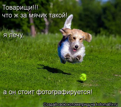 что ж за мячик такой! Товарищи!!! я лечу, а он стоит фотографируется!... Котоматрица: что ж за мячик такой! Товарищи!!! я лечу, а он стоит фотографируется!