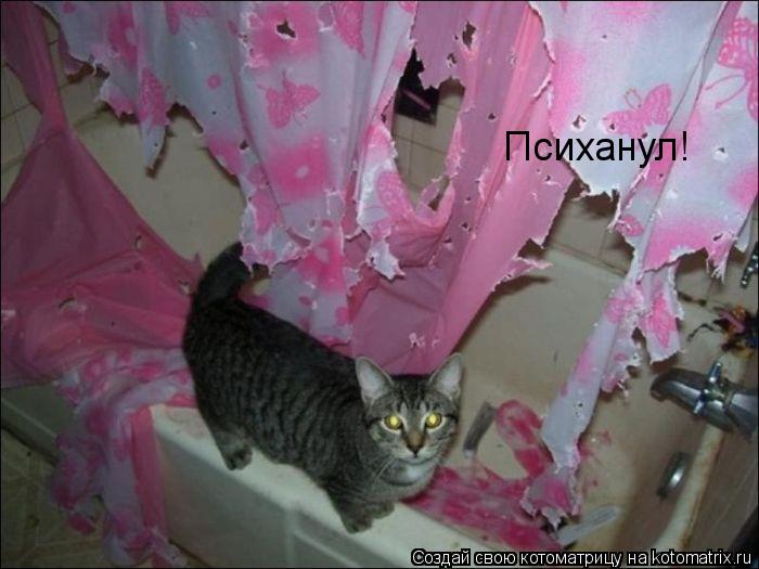 Психанул!... Котоматрица: Психанул!