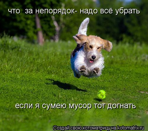 что за непорядок- надо всё убрать если я сумею мусор тот догнать... Котоматрица: что за непорядок- надо всё убрать если я сумею мусор тот догнать