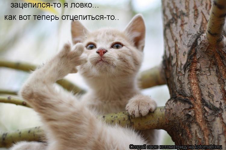 зацепился-то я ловко... как вот теперь отцепиться-то..... Котоматрица: зацепился-то я ловко... как вот теперь отцепиться-то..