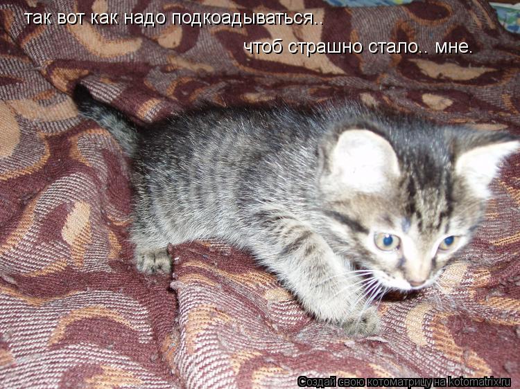 так вот как надо подкоадываться.. чтоб страшно стало.. мне.... Котоматрица: так вот как надо подкоадываться.. чтоб страшно стало.. мне.