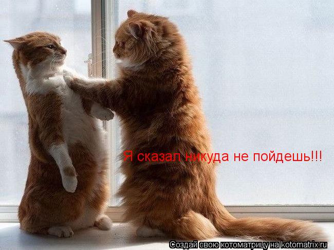 Я сказал никуда не пойдешь!!!... Котоматрица: Я сказал никуда не пойдешь!!!