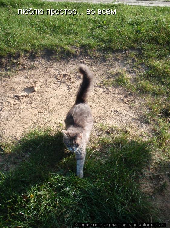 люблю простор... во всём... Котоматрица: люблю простор... во всём