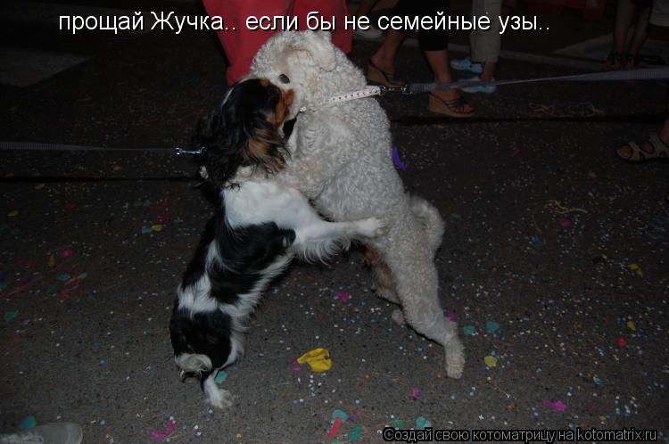 прощай Жучка.. если бы не семейные узы..... Котоматрица: прощай Жучка.. если бы не семейные узы..