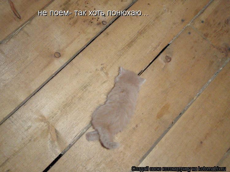 не поем- так хоть понюхаю...... Котоматрица: не поем- так хоть понюхаю...