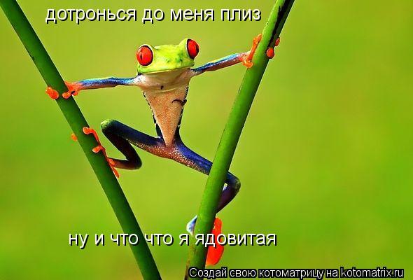 дотронься до меня плиз ну и что что я ядовитая... Котоматрица: дотронься до меня плиз ну и что что я ядовитая