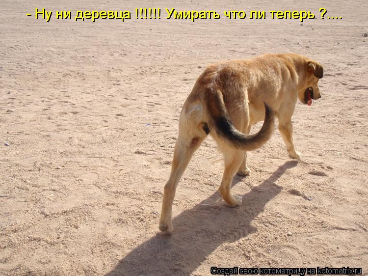 - Ну ни деревца !!!!!! Умирать что ли теперь ?....... Котоматрица: - Ну ни деревца !!!!!! Умирать что ли теперь ?....