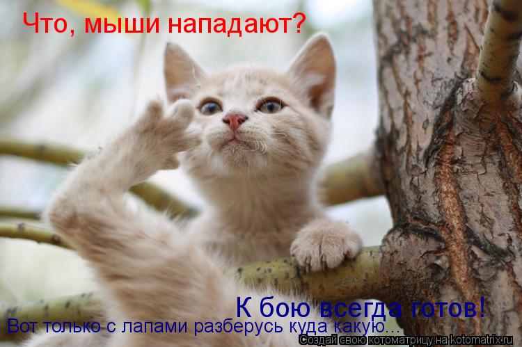 Что, мыши нападают? К бою всегда готов! Вот только с лапами разберусь куда какую...... Котоматрица: Что, мыши нападают? К бою всегда готов! Вот только с лапами разберусь куда какую...
