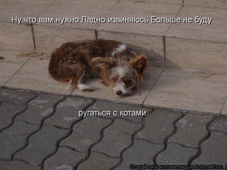Ну что вам нужно Ладно извиняюсь Больше не буду ругаться с котами... Котоматрица: Ну что вам нужно Ладно извиняюсь Больше не буду ругаться с котами