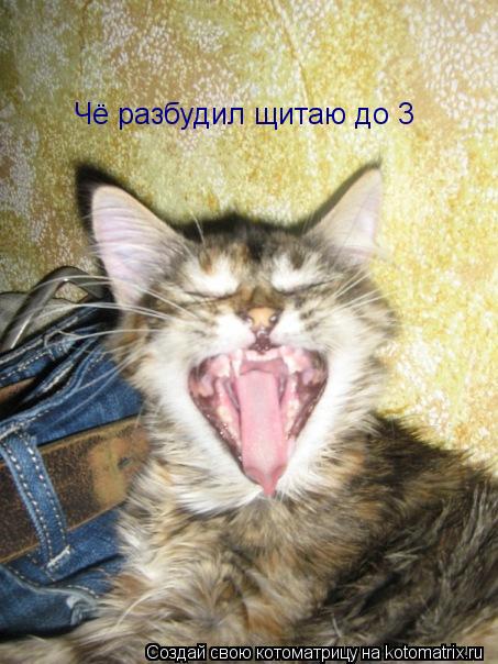 Чё разбудил щитаю до 3... Котоматрица: Чё разбудил щитаю до 3