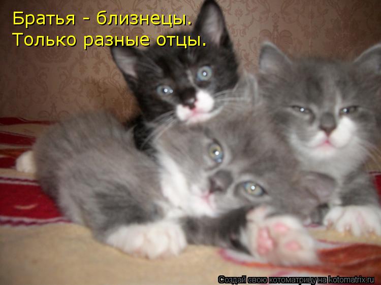 Котоматрица: Братья - близнецы. Только разные отцы.