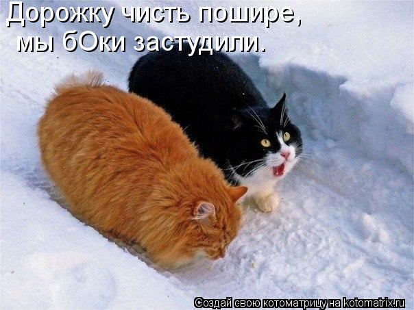 Котоматрица: Дорожку чисть пошире, мы бОки застудили.