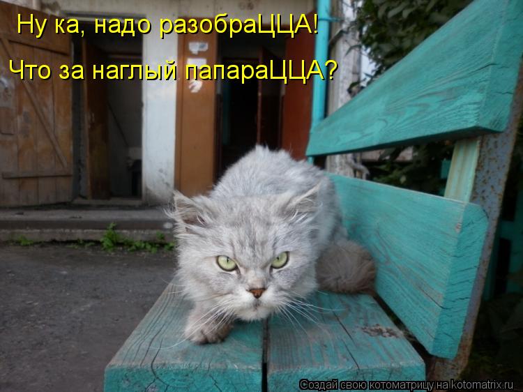 Котоматрица: Ну ка, надо разобраЦЦА! Что за наглый папараЦЦА?