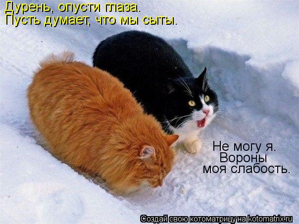 Котоматрица: Дурень, опусти глаза. Пусть думает, что мы сыты. Не могу я. Вороны моя слабость.
