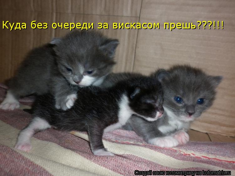 Котоматрица: Куда без очереди за вискасом прешь???!!!