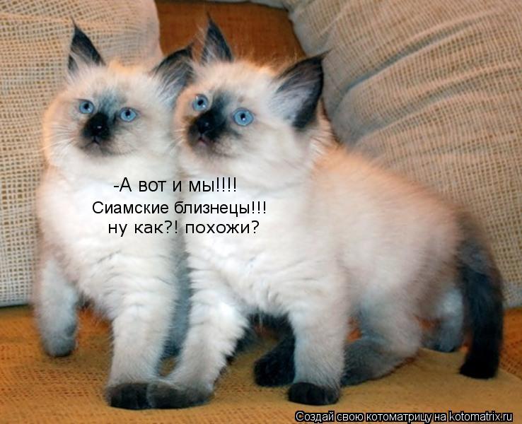 Котоматрица: -А вот и мы!!!! Сиамские близнецы!!!  ну как?! похожи?