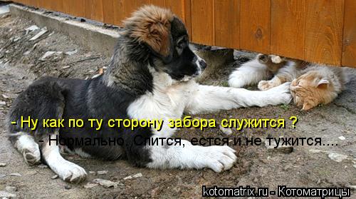Котоматрица: - Ну как по ту сторону забора служится ? - Нормально. Спится, естся и не тужится....