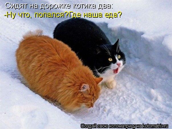 Котоматрица: Сидят на дорожке котика два: -Ну что, попался?Где наша еда?
