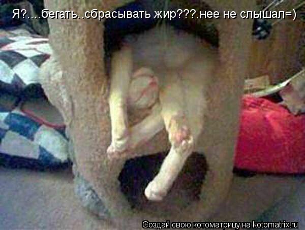 Котоматрица: Я?....бегать..сбрасывать жир???.нее не слышал=)