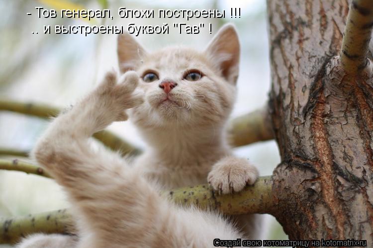 Котоматрица: - Тов генерал, блохи построены !!! .. и выстроены буквой "Гав" !