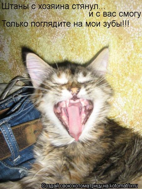 Котоматрица: Штаны с хозяина стянул... и с вас смогу Только поглядите на мои зубы!!!