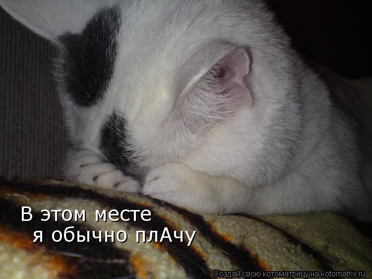 Котоматрица: В этом месте я обычно плАчу