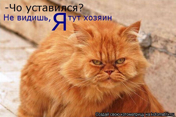 Котоматрица: -Чо уставился? Не видишь,      тут хозяин Я