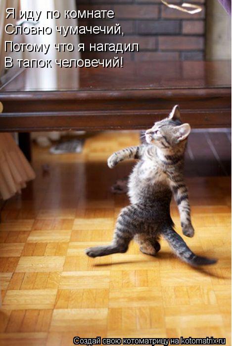 Котоматрица: Я иду по комнате Словно чумачечий, Потому что я нагадил В тапок человечий!