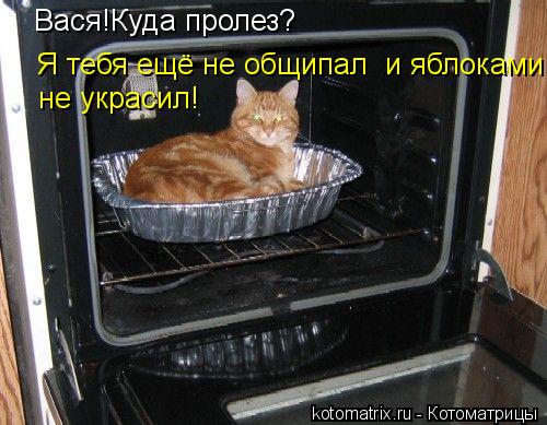 Котоматрица: Вася!Куда пролез? Я тебя ещё не общипал  и яблоками не украсил! не украсил!