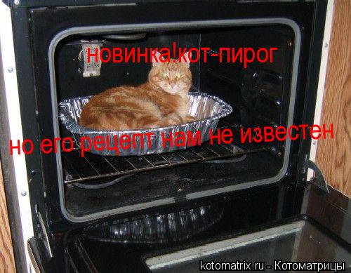 Котоматрица: новинка!кот-пирог но его рецепт нам не известен