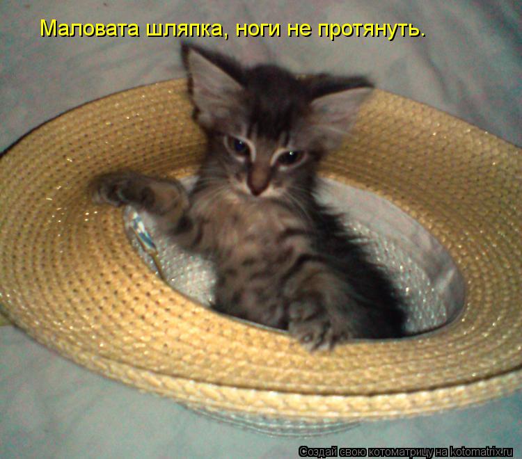 Котоматрица: Маловата шляпка, ноги не протянуть.