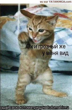 Котоматрица: Ох и грозный же у меня вид