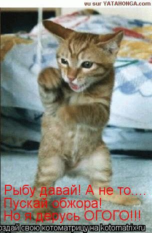 Котоматрица: Рыбу давай! А не то.... Пускай обжора! Но я дерусь ОГОГО!!!