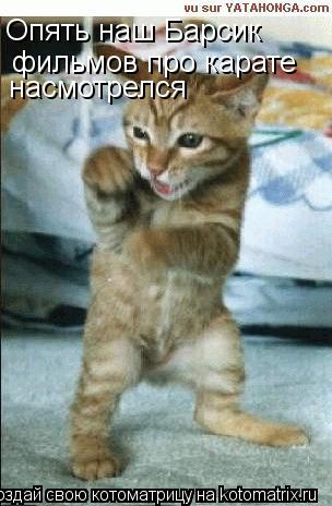 Котоматрица: Опять наш Барсик фильмов про карате  насмотрелся
