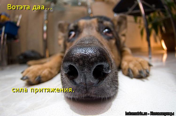 Котоматрица: Вотэта даа... сила притяжения.