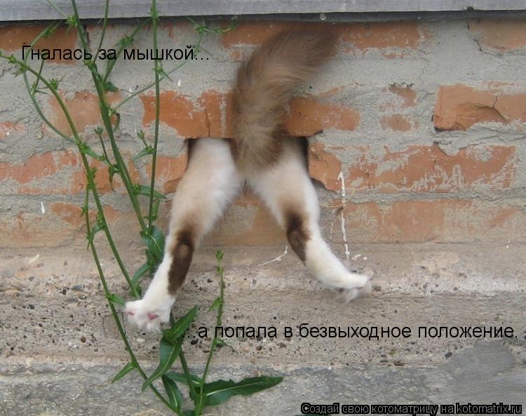 Котоматрица: Гналась за мышкой... ...а попала в безвыходное положение.