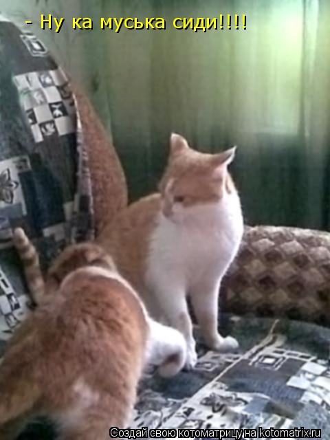 Котоматрица: - Ну ка муська сиди!!!!
