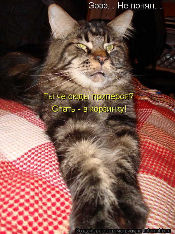 Котоматрица: Ээээ... Не понял.... Ты чё сюды припёрся? Спать - в корзинку!