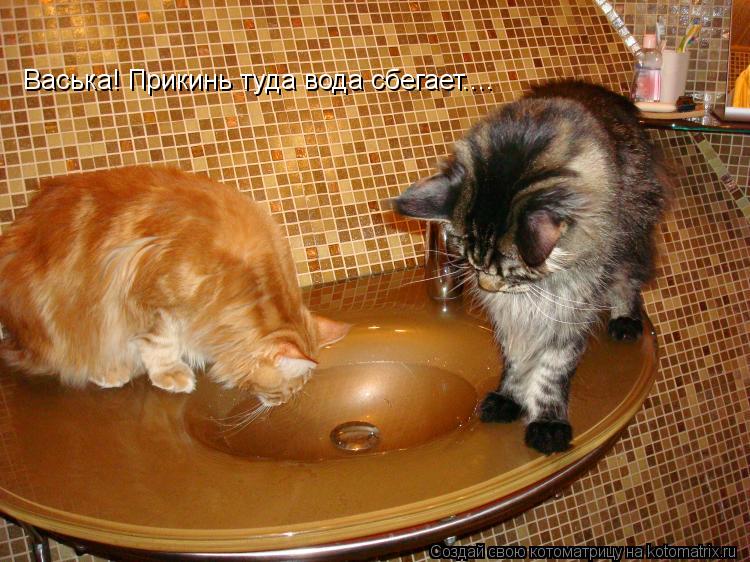 Котоматрица: Васька! Прикинь туда вода сбегает....