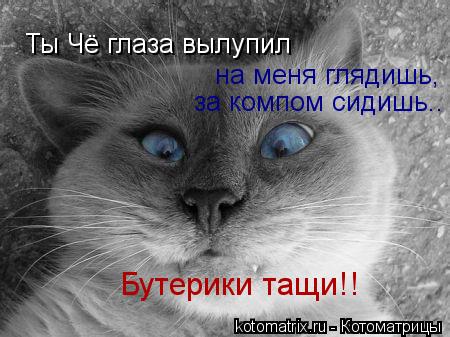 Котоматрица: Ты Чё глаза вылупил на меня глядишь, за компом сидишь.. Бутерики тащи!!