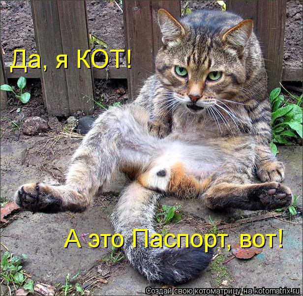 Котоматрица: Да, я КОТ! А это Паспорт, вот!