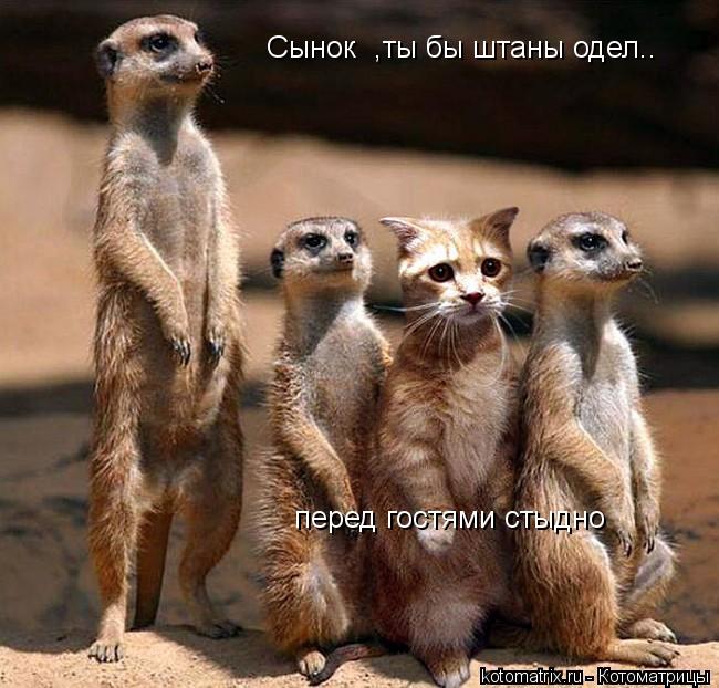Котоматрица: Сынок  ,ты бы штаны одел.. перед гостями стыдно