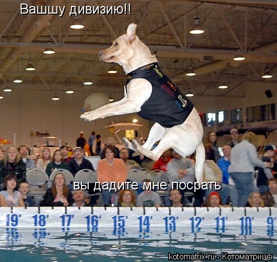 Вашшу дивизию!! вы дадите мне посрать... Котоматрица: Вашшу дивизию!! вы дадите мне посрать