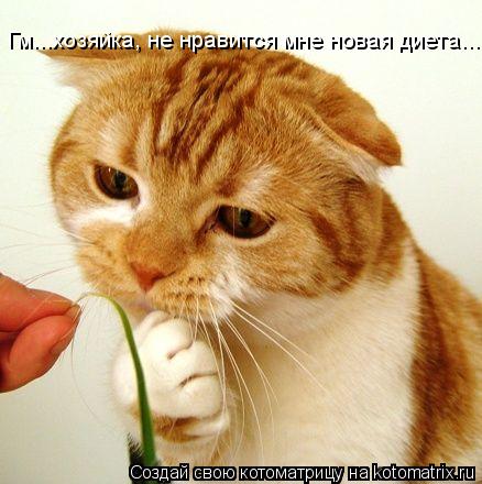 Гм...хозяйка, не нравится мне новая диета...... Котоматрица: Гм...хозяйка, не нравится мне новая диета...