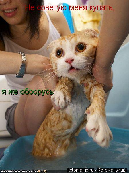 Не советую меня купать, я же обосрусь... Котоматрица: Не советую меня купать, я же обосрусь